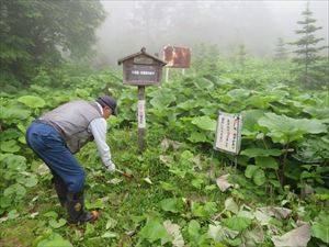 フキなどが伸びていたのでポスト周囲の草刈りをしました。