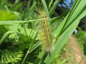 幼虫がヨシの茎に大量に発生