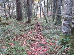 滝へ向かう途中の遊歩道にはヤマモミジの葉が落ちて敷き詰められ、赤いじゅうたんのようになっていました。