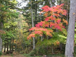 野営場の管理棟の前にあるヤマモミジの鮮やかな紅葉です。