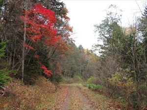 北稜岳へ向かう途中の林道は、鮮やかに紅葉したヤマモミジと、林道に敷き詰められた落ち葉が、秋を感じさせていました。