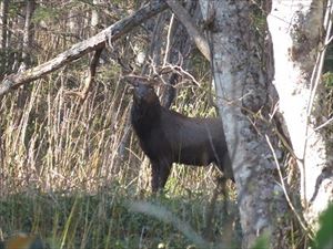狩猟期間に入りましたが、今日も林道脇にオスジカを見かけました。