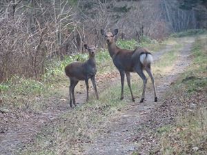 親子と思われるメスのエゾシカ