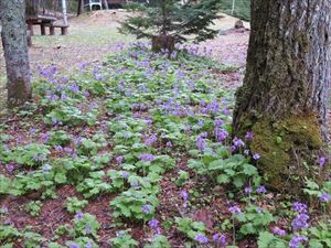 寒い日でしたが、エゾオオサクラソウが野営場に満開の花を咲かせていました。