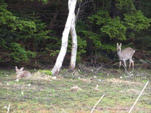 雌阿寒温泉では、咲いたばかりのミズバショウの花の中で、2頭のエゾシカがのんびりしていました。