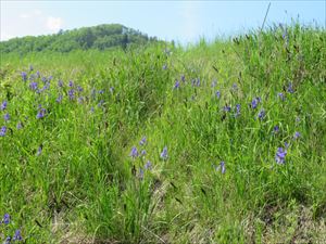 署に戻る途中に見かけた今が花盛りのアヤメ