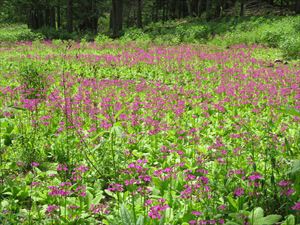 この林道沿いにはクリンソウが見事に花を咲かせていました。