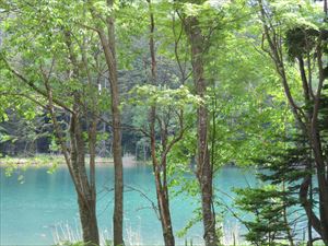 オンネト－周辺では、シウリザクラの花が終わりを迎え、ナナカマドが白い花を咲かせ始めました。