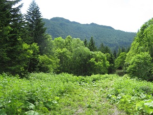 2021.7.15 クマネシリ岳・南クマネシリ岳  (15).jpg