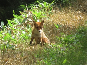 キタキツネ