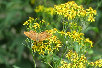 ハンゴンソウの蜜を吸うヒョウモンの仲間