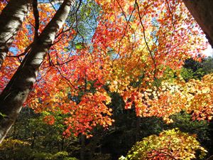秋色の葉が、空から降ってくるような風景です。