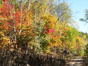 雨後滝山林道への途中の紅葉です。どこを切り取っても秋色が満開です。