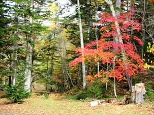 野営場の紅葉です。毎年この紅葉の写真を楽しみにして、写真撮影をしに来られている方々がいらっしゃいます。