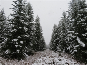 アカエゾマツの木々に雪が降り積もり