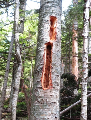 遊歩道脇のトドマツの木にクマゲラと思われる大きな食痕が残されていました