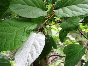 ミヤママタタビの白い葉と蕾