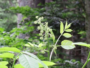 ウドの花のつぼみ