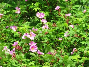 林道脇に咲くカラフトイバラ