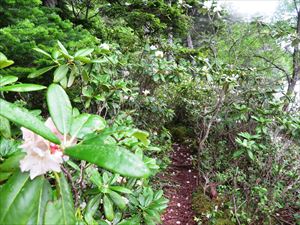 7月に入ると、歩道脇にはハクサンシャクナゲが咲き始め花の回廊となり、歩く人を楽しませてくれます。