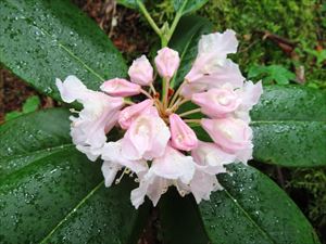 雨に濡れたハクサンシャクナゲ