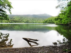 今日は、朝から小雨が降り、湖面は穏やかでしたが、雌阿寒岳と阿寒富士は雲の中に隠れていました。