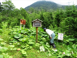 入林届出箱の周りの草刈り