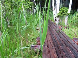 途中の木道は、雨の日は滑りやすくなっていますので、歩行時には十分注意をお願いいたします。