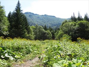 遊歩道上から望むクマネシリ岳の頂上は、トドマツの右側の丸く見えるところです