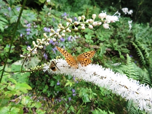 サラシナショウマの蜜を吸うヒョウモンチョウの仲間とマルハナバチの仲間