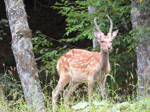 1頭の若い雄のエゾシカが、草を食べていましたが、私たちの車に気づいても、全然気にする様子がありませんでした。