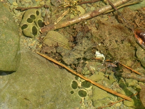 小さな沢の溜りでは、アメンボの足の陰が水玉模様のように映っていました。