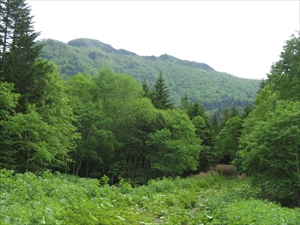 クマネシリ岳に向かう遊歩道から見える左側の半円形のところが 頂上