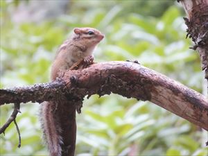 遊歩道の途中で、作業中の私たちのそばにシマリスがずっと一緒にいてくれました。