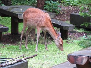 いつも野営場に現れるエゾシカです。