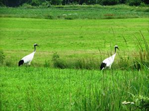 署に帰る途中の陸別で、2羽のタンチョウを見ました。