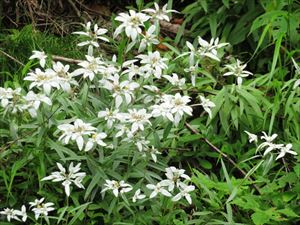 今年は花の数も多く、花の大きさも大きいようです。