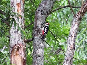 近くの木に営巣しているせいか、アカゲラの警戒する大きな鳴き声がずっとあたりに響いていました。