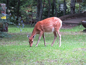 いつも野営場にいる雄のエゾシカではなく、今日は雌のエゾシカがこちらを気にしながら草を食んでいました。