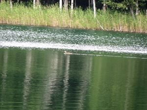 一羽の雌のオシドリが湖面を進んでいました。