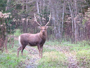 林道脇に角の立派な雄のエゾシカがこちらをじっと見ていましたが、しばらくして森の中に姿を消しました