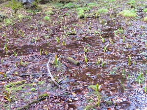 湖岸コースの木道脇のミズバショウの若芽がエゾシカにほとんど食べられていました