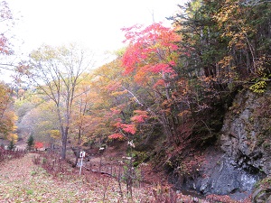 入林届ポストの周辺はヤマモミジなどが紅葉してすっかり秋の気配でした。