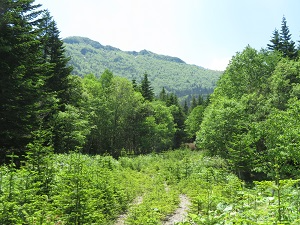 入林届ポストの近くから見えるクマネシリ岳