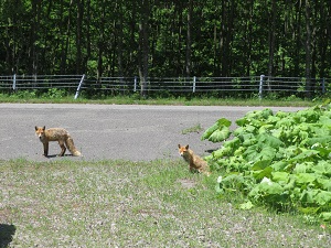 近づいてきた2匹のキタキツネ