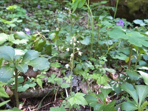 遊歩道脇に咲くズダヤクシュ