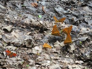吸水するチョウとヒョウモンチョウ