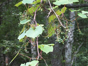 緑色の実をつけたヤマブドウ
