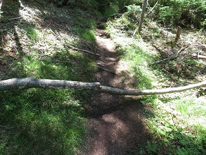 遊歩道上の倒木