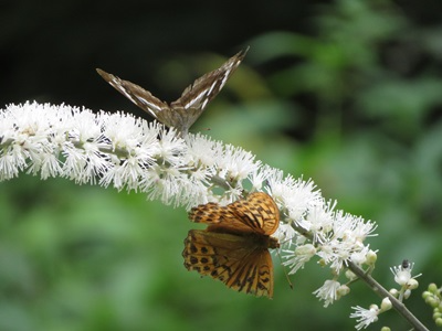 サラシナショウマの花に集まるチョウ